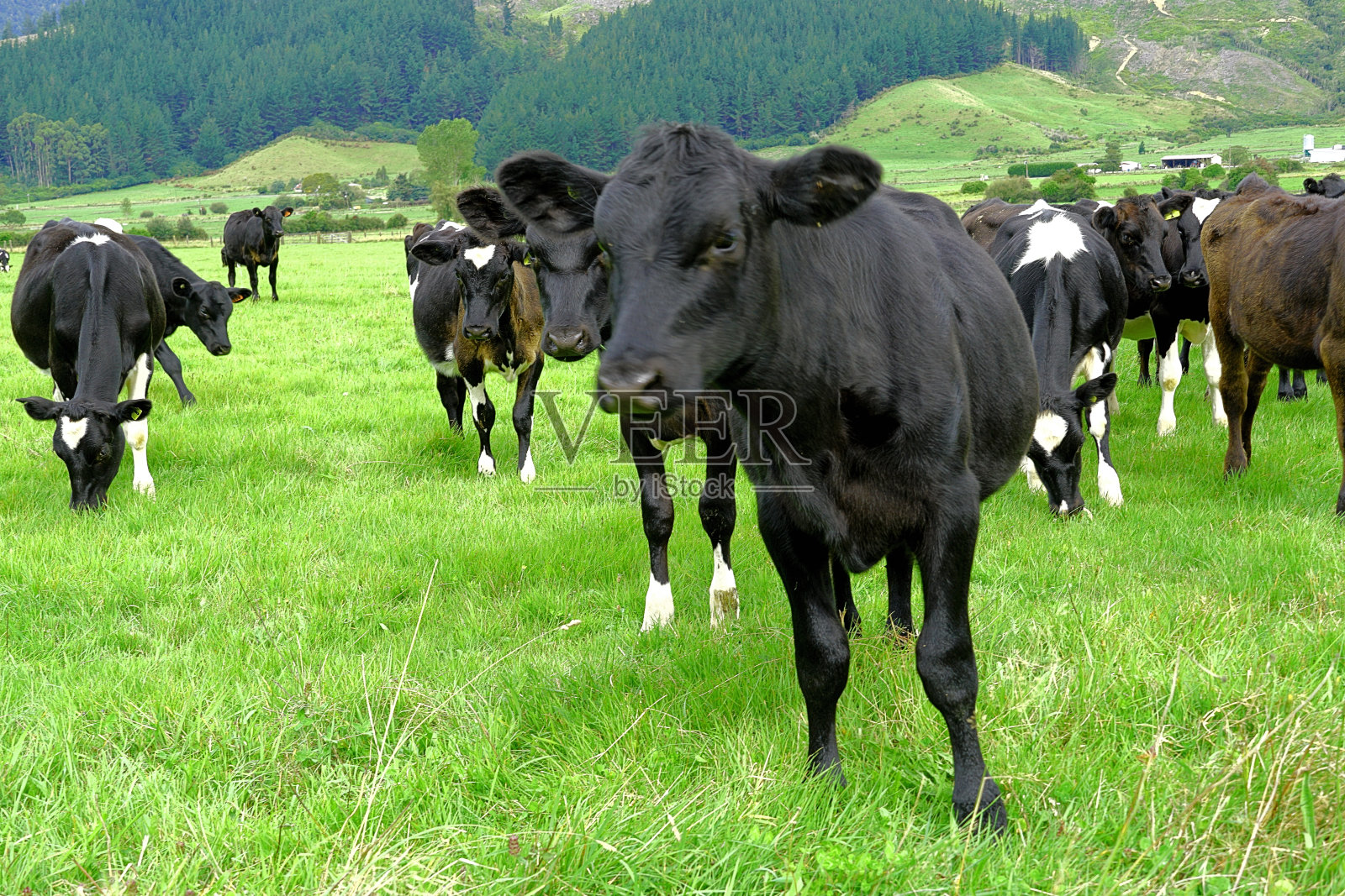 新西兰南岛照片摄影图片