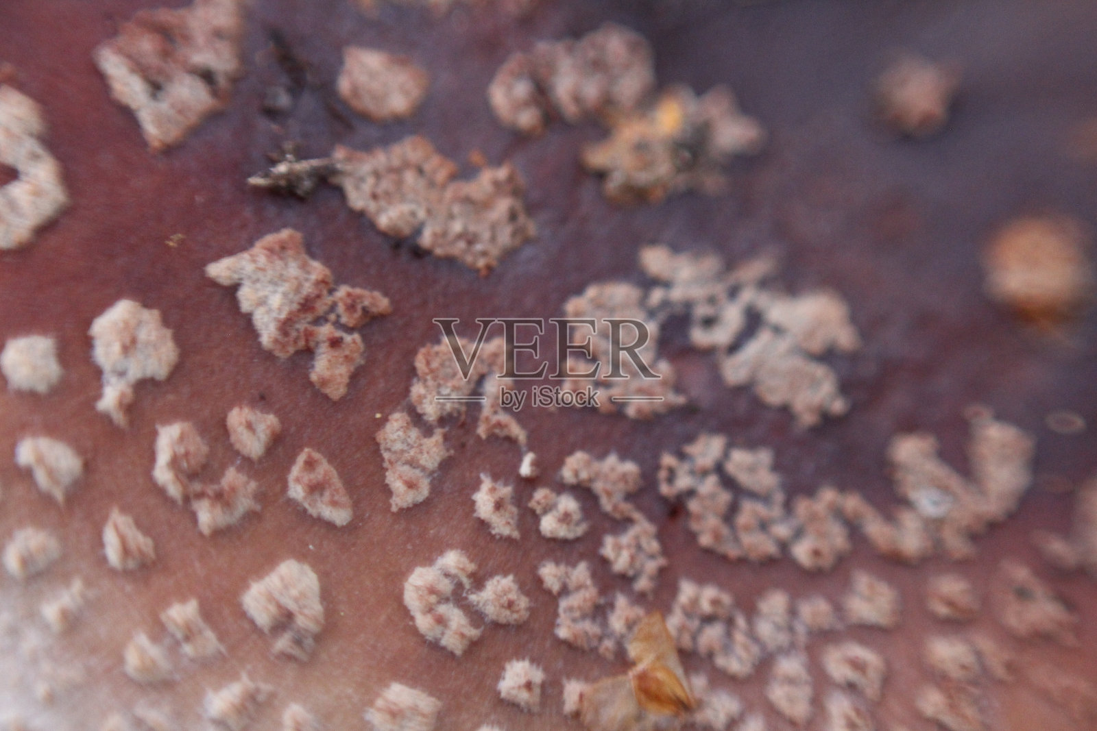 蘑菇皮质地照片摄影图片