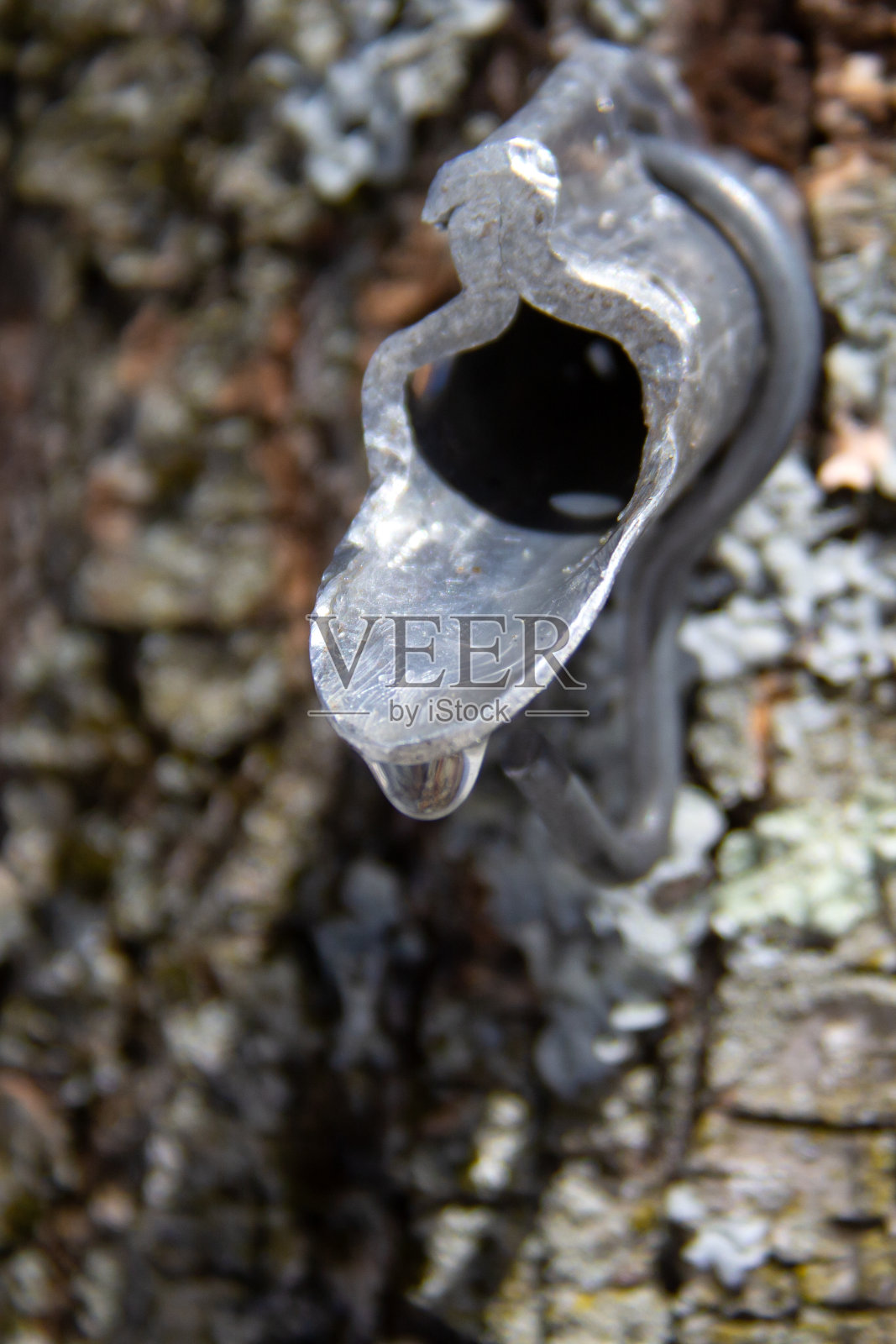 枫糖浆生产照片摄影图片