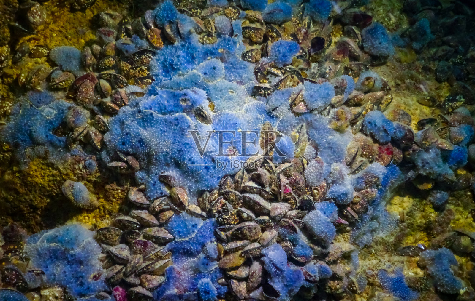 保加利亚水下洞穴中的海绵，黑海动物群照片摄影图片