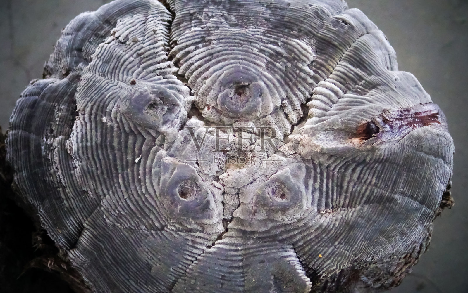 库亚尔尼克河口用普通盐保存的木桩残骸上的年轮照片摄影图片