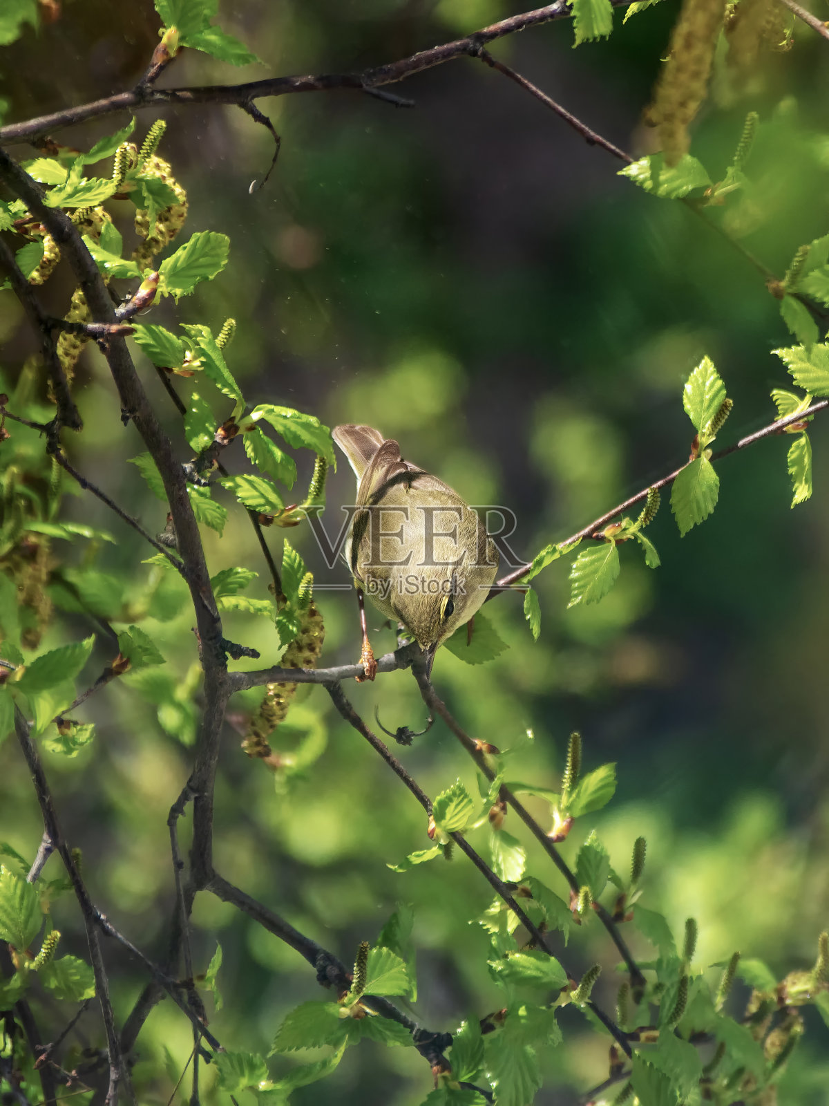 林莺(Phylloscopus sibilatrix)是一种常见且分布广泛的叶莺，在欧洲北部和温带繁殖。照片摄影图片