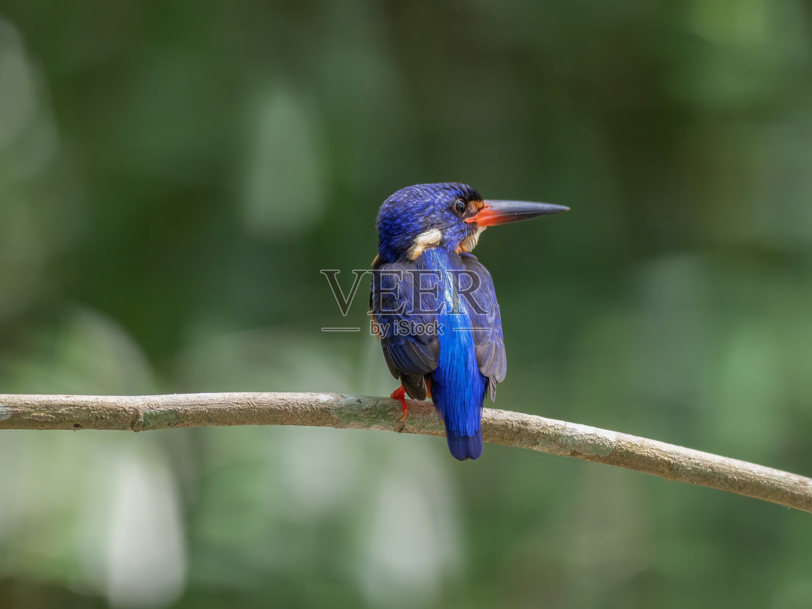蓝耳翠鸟照片摄影图片
