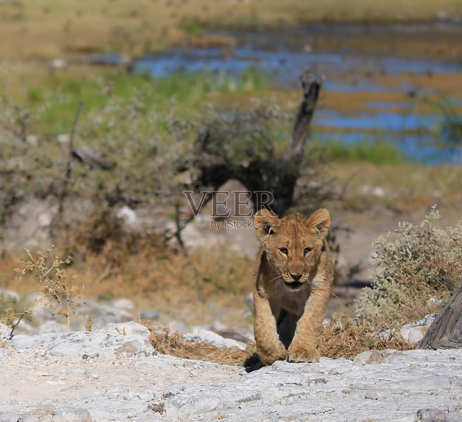 纳米比亚之美照片摄影图片