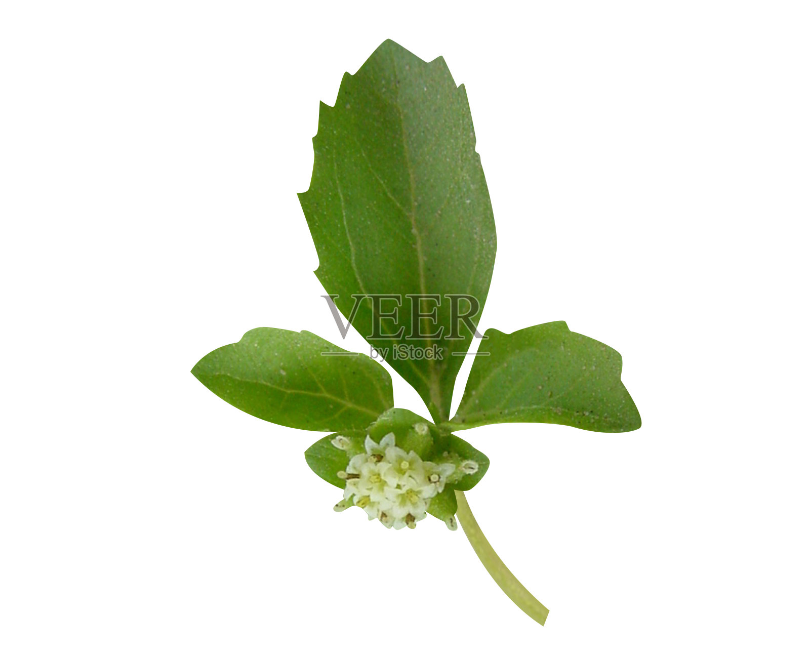 棘果或巴拉圭星刺照片摄影图片