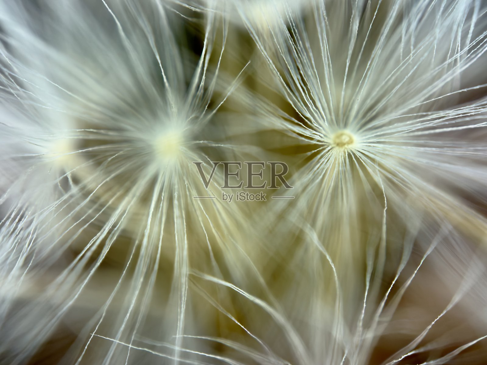 蒲公英种子的特写照片摄影图片