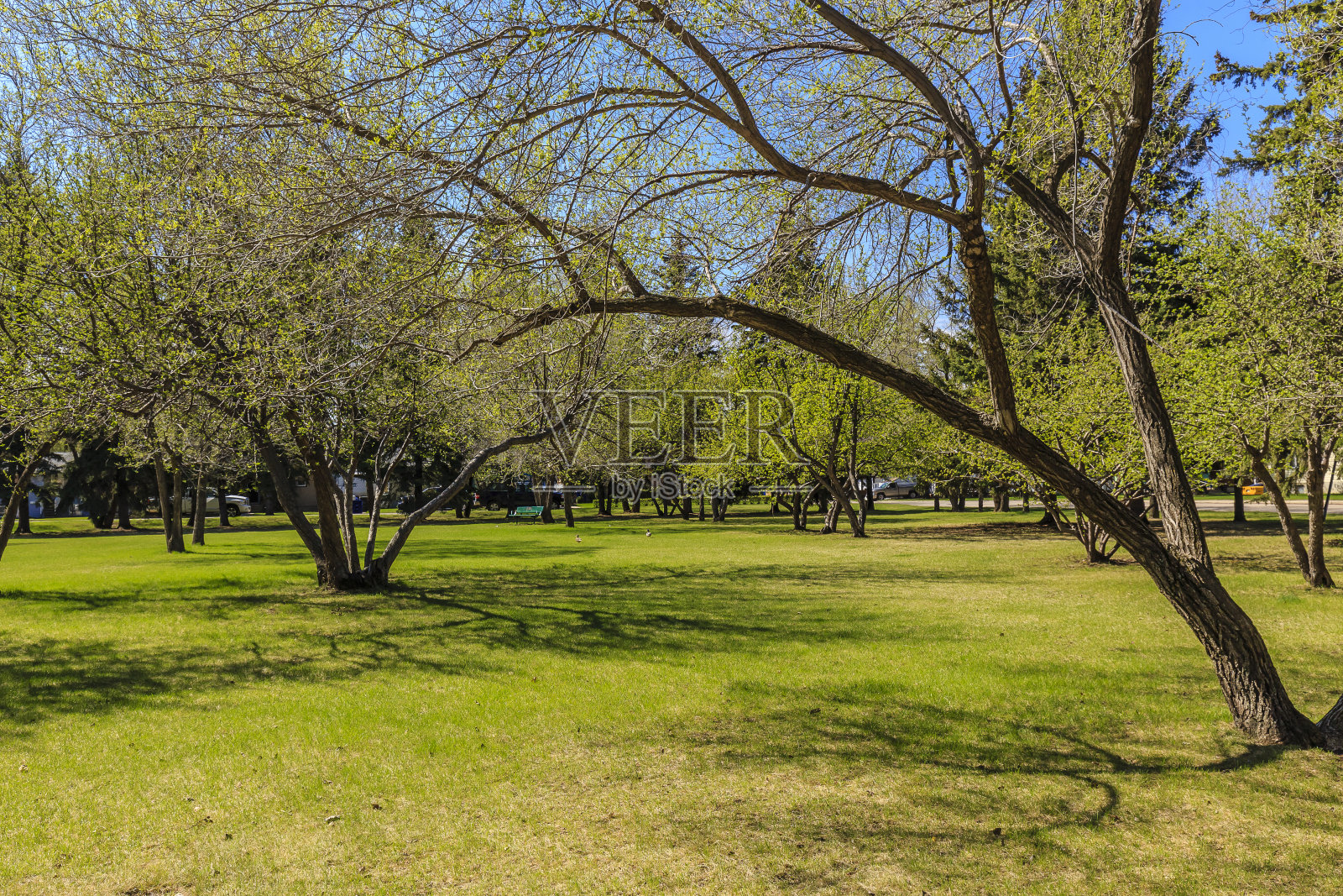 C.F.Patterson公园照片摄影图片