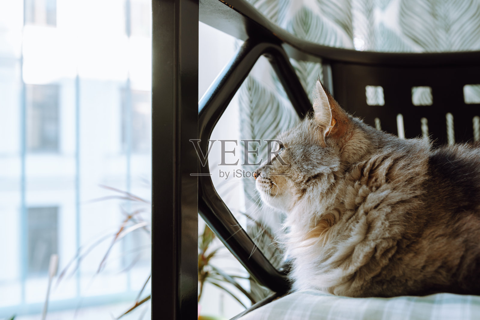 家灰猫坐在木椅上的枕头上，望着窗外照片摄影图片