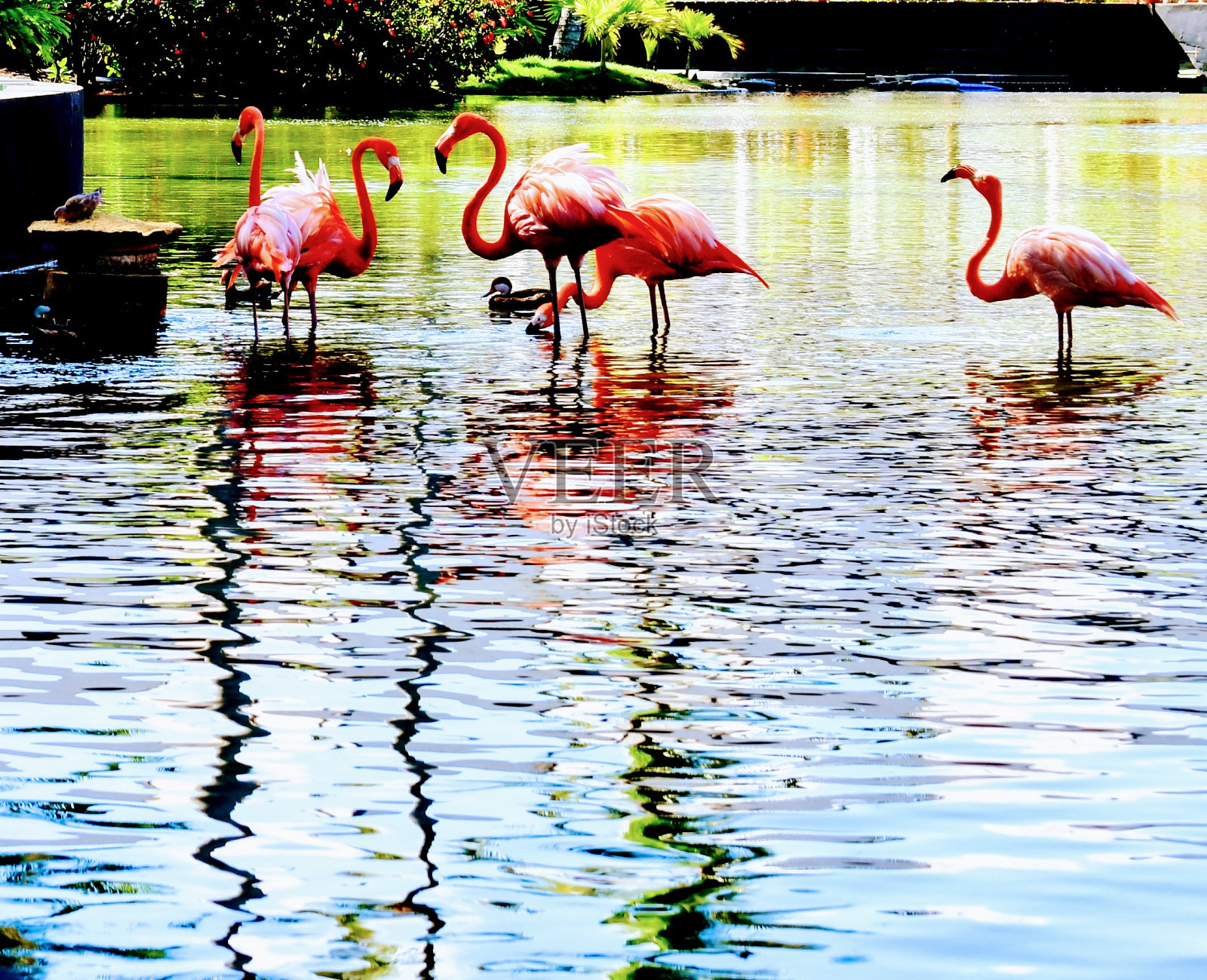 野生粉红火烈鸟照片摄影图片