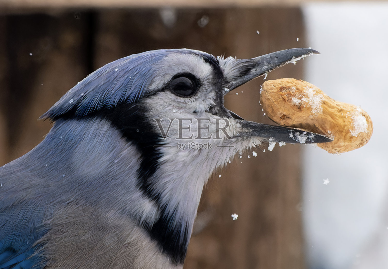 一只冠蓝鸦在雪地里照片摄影图片