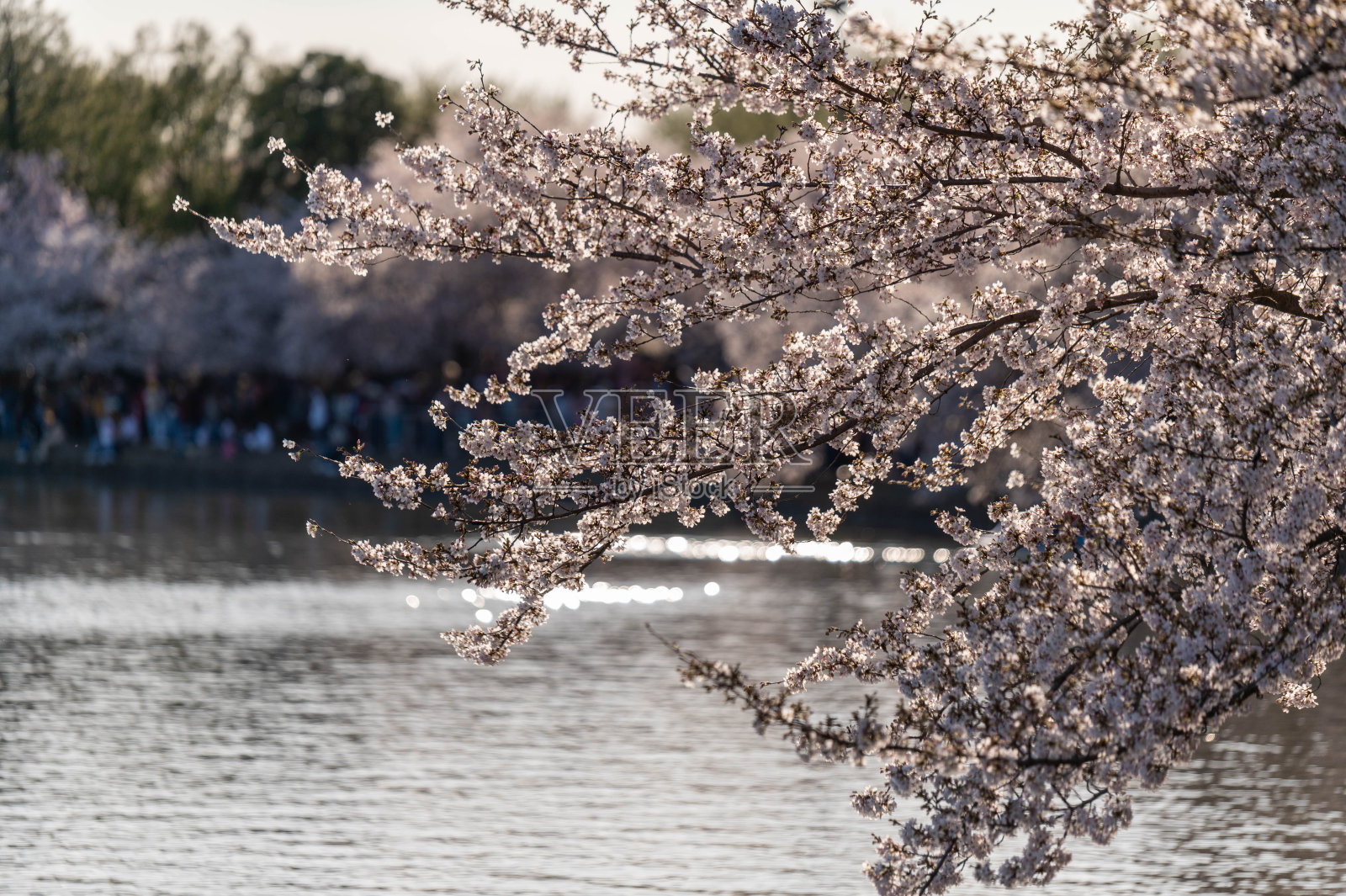 樱花盛开照片摄影图片