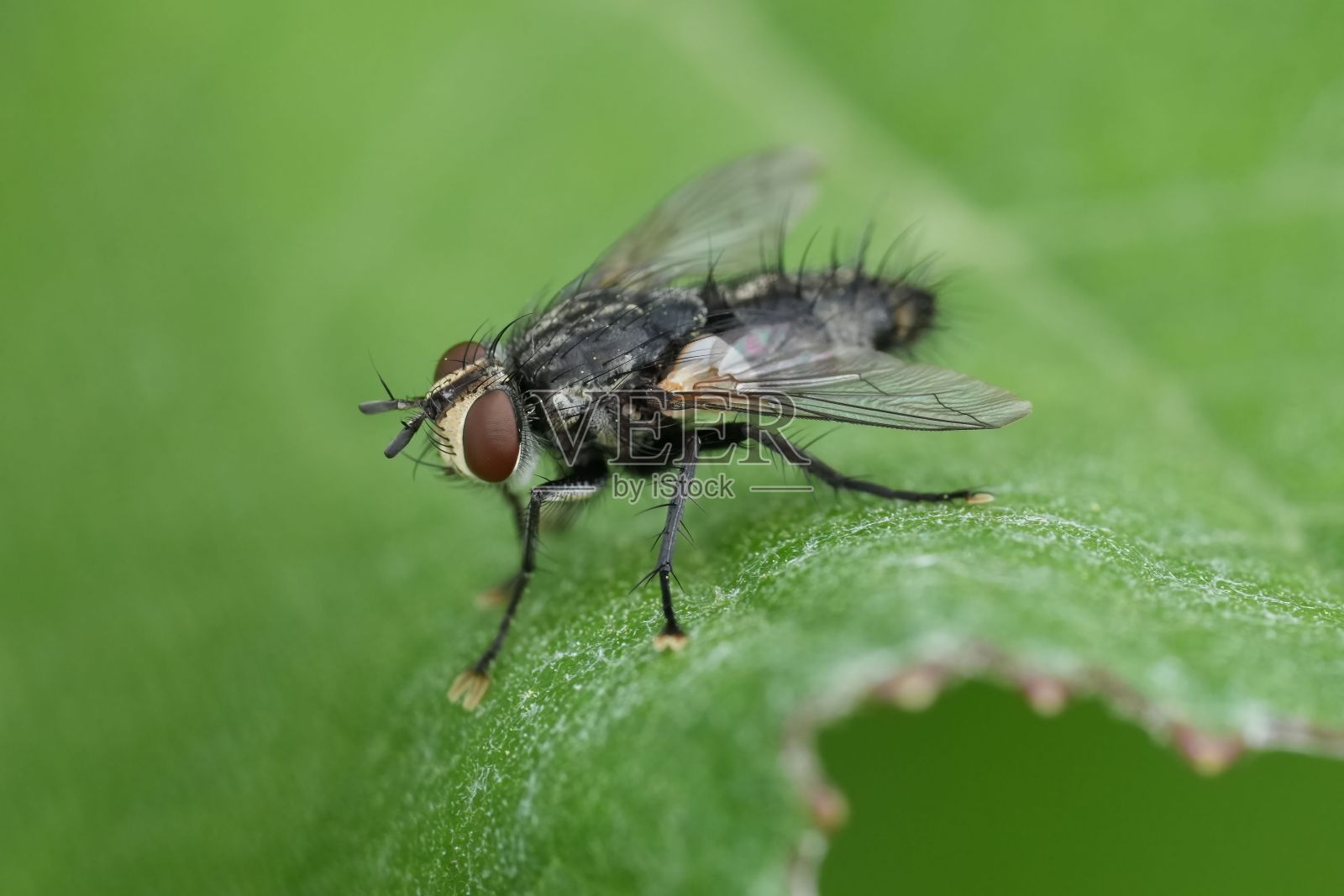 一只欧洲毛茸茸的塔奇尼蝇的特写，在一片绿叶上照片摄影图片
