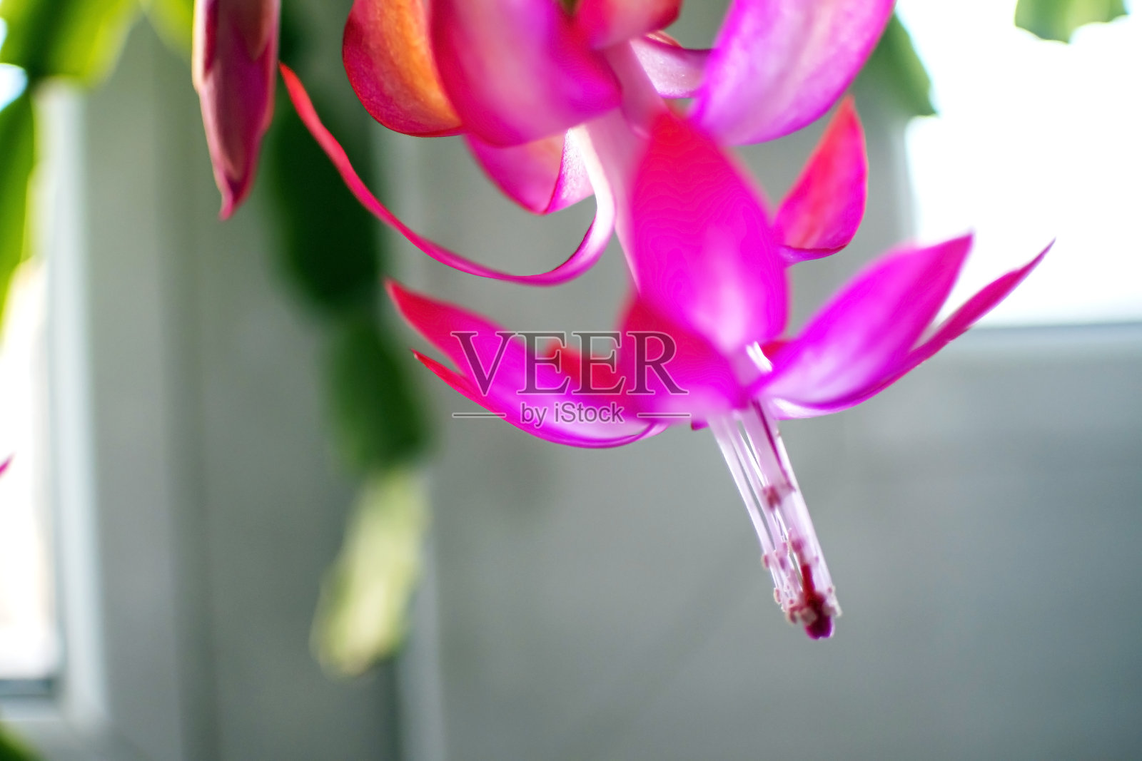 盛开的圣诞仙人掌在窗台上的花盆里，宏观照片摄影图片