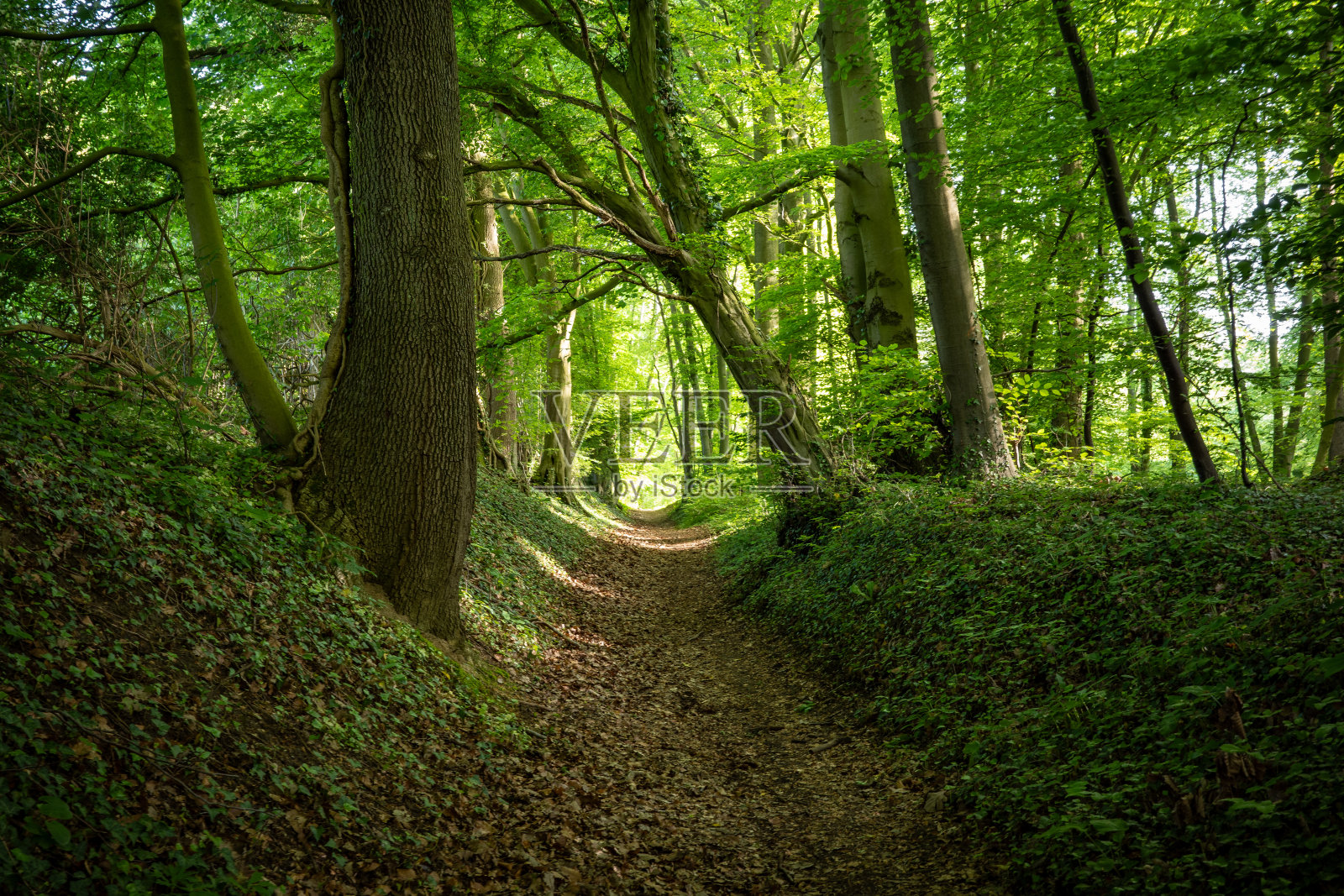 阳光下的绿色森林照片摄影图片