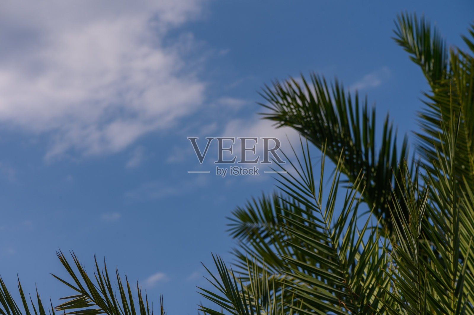 热带棕榈树在一个阳光明媚的秋日照片摄影图片