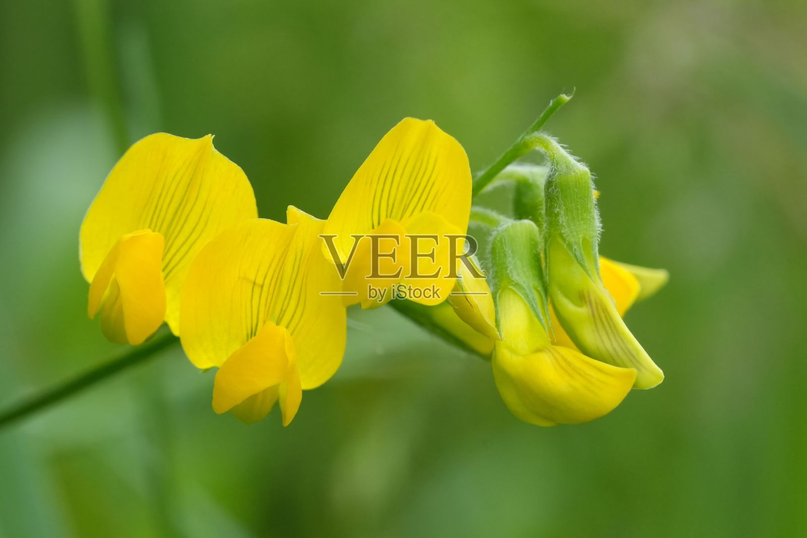 草豆(Lathyrus pratensis)在绿色背景下的明黄色花朵特写照片摄影图片