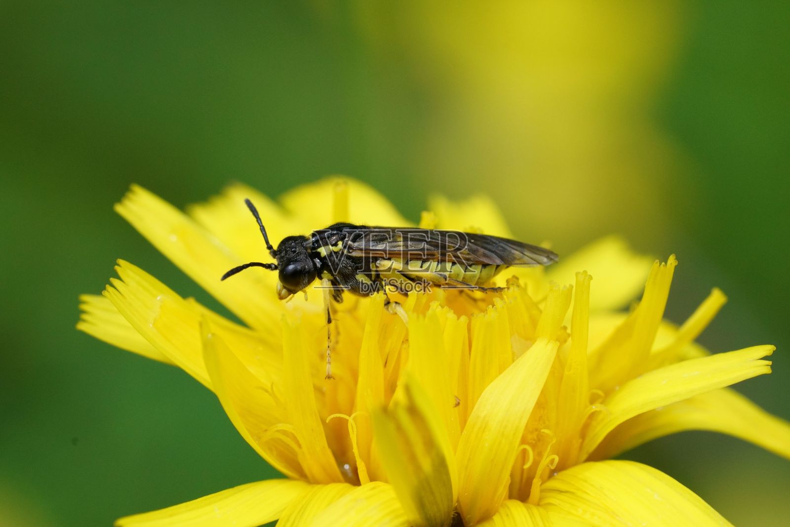 奥地利阿尔卑斯山Tenthredo arcuata群的黄色锯蝇特写照片摄影图片