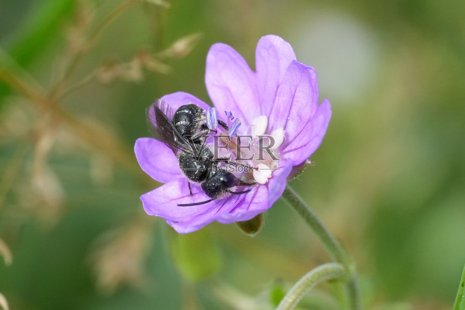 一只小型欧洲装甲树脂蜜蜂的特写，Heriades truncorum在紫色的天竺葵上照片摄影图片