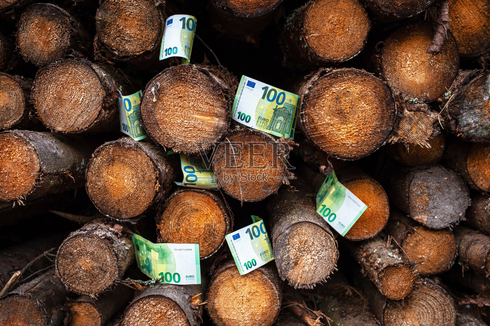 欧盟立陶宛的森林砍伐。纸币在砍下来的树上。砍伐森林的概念。高能源价格，高燃料价格照片摄影图片