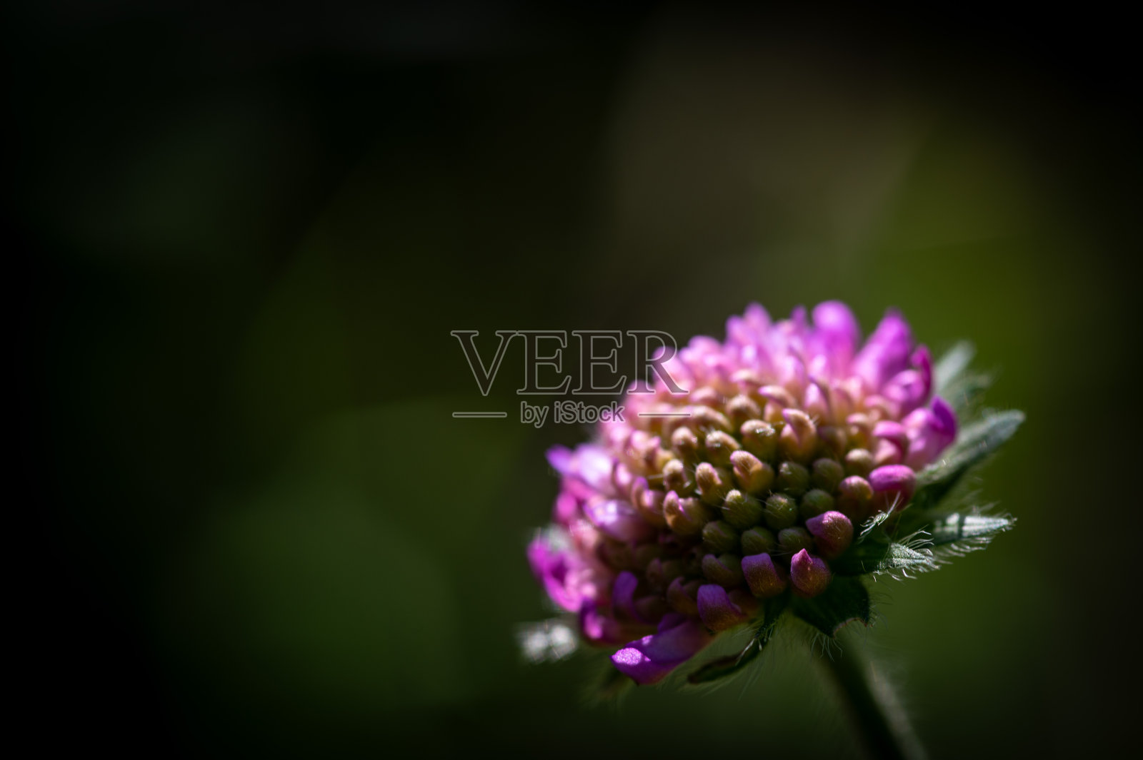 红色的三叶草花在夏天的绿草地上。立陶宛照片摄影图片