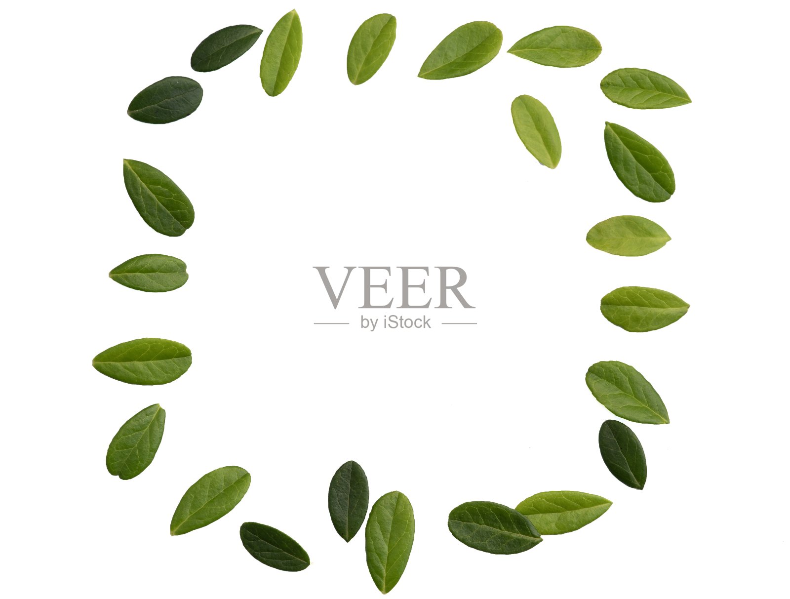 绿色的叶子，小绿色的叶子在小枝上孤立在白色的背景上。枸杞大叶照片摄影图片