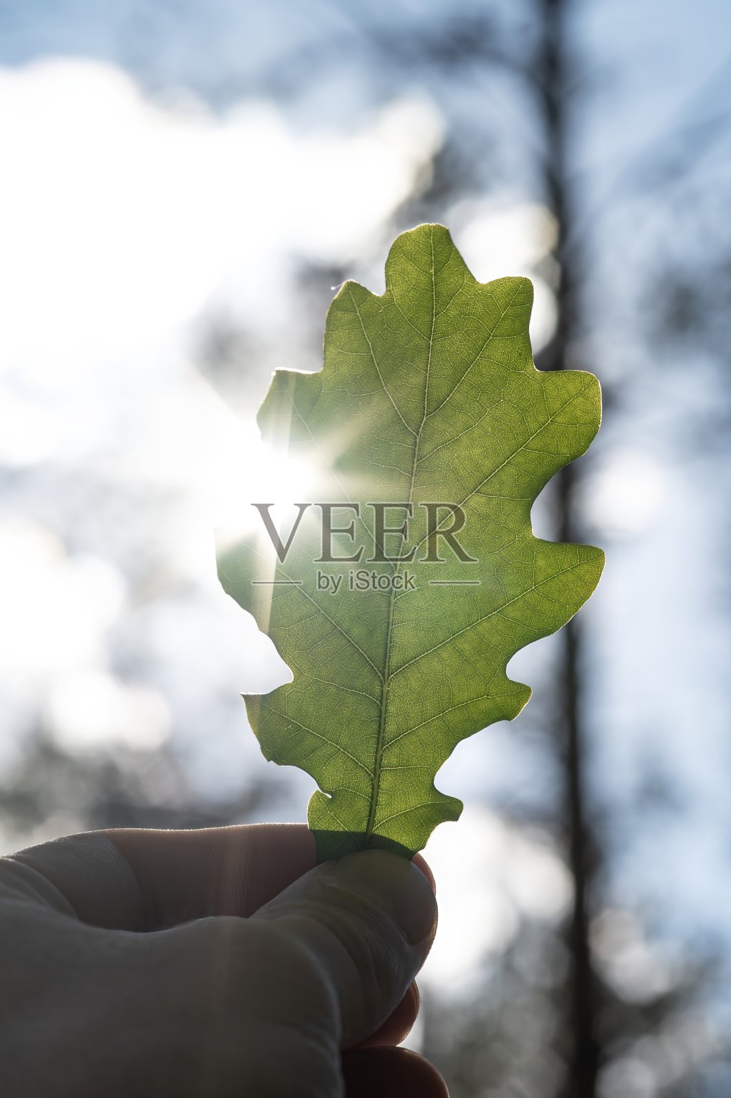 近距离的手握着一片天然的黑橡树叶照片摄影图片