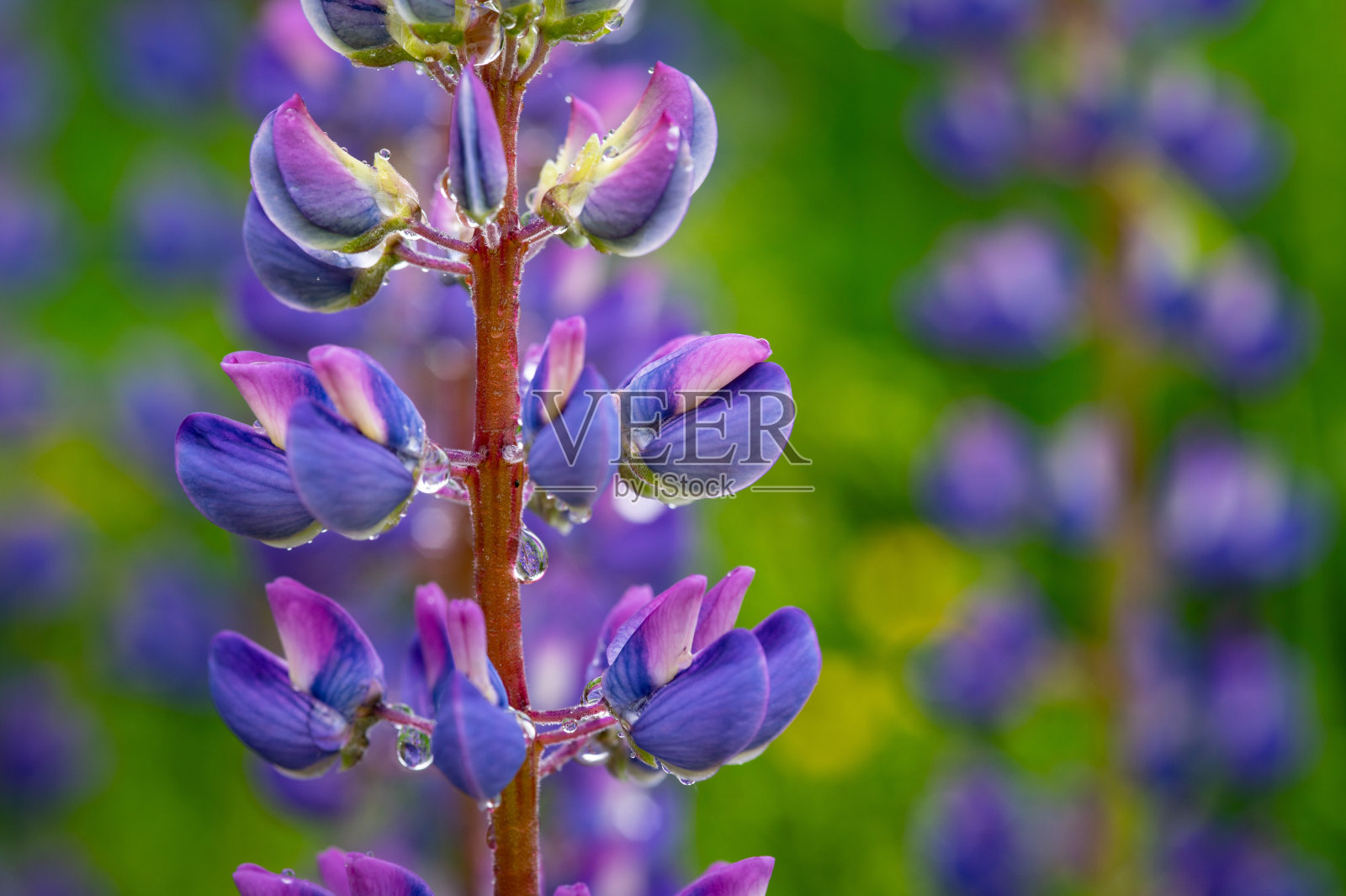夏雨过后，开着粉红色、紫色和蓝色花朵的Lupinus田照片摄影图片
