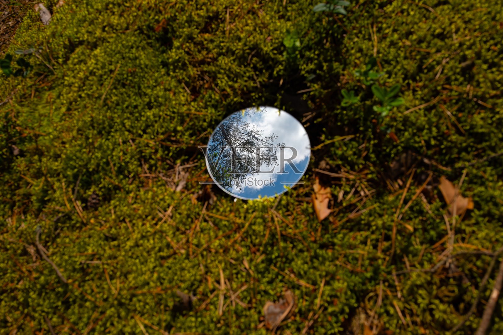 草中的圆镜-时尚的形象，接近自然。蓝天映衬下镜中的松树照片摄影图片