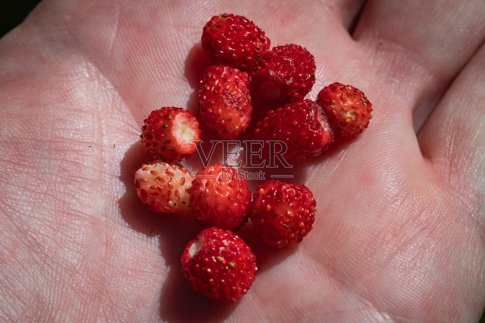 手拿野草莓。立陶宛在2024年照片摄影图片