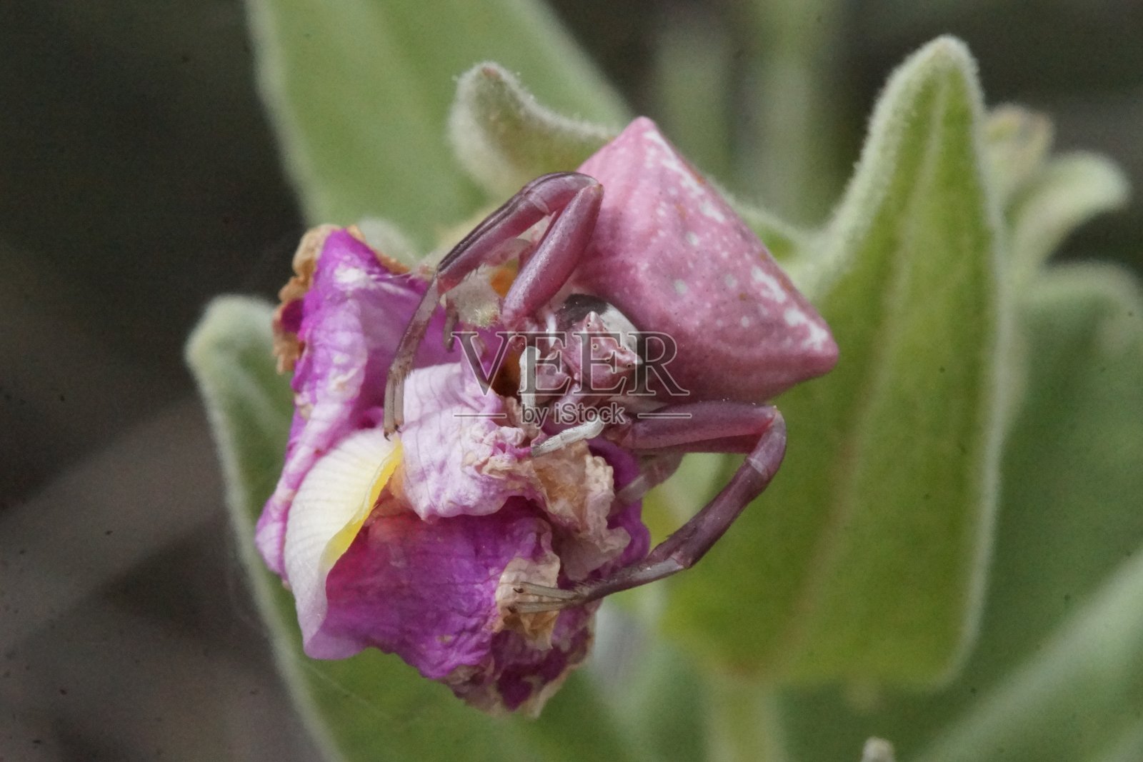 蟹蛛，Thomisus onusus。照片摄影图片