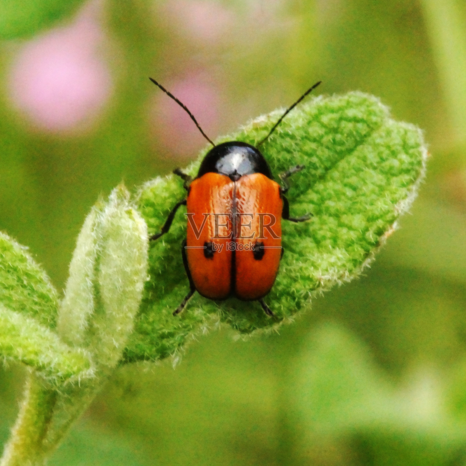 双点隐头虫，双点隐头虫，在一朵石蔷薇上。照片摄影图片