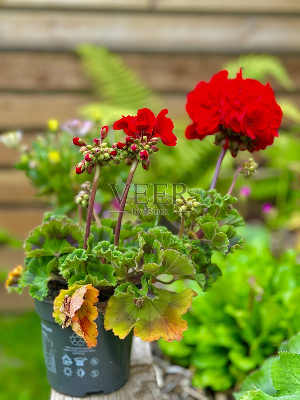 天竺葵照片摄影图片