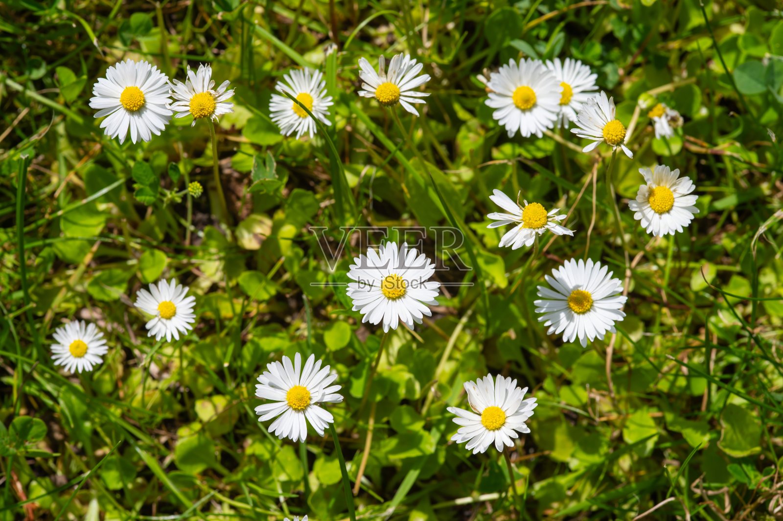 美丽的洋甘菊花特写。夏季照片摄影图片
