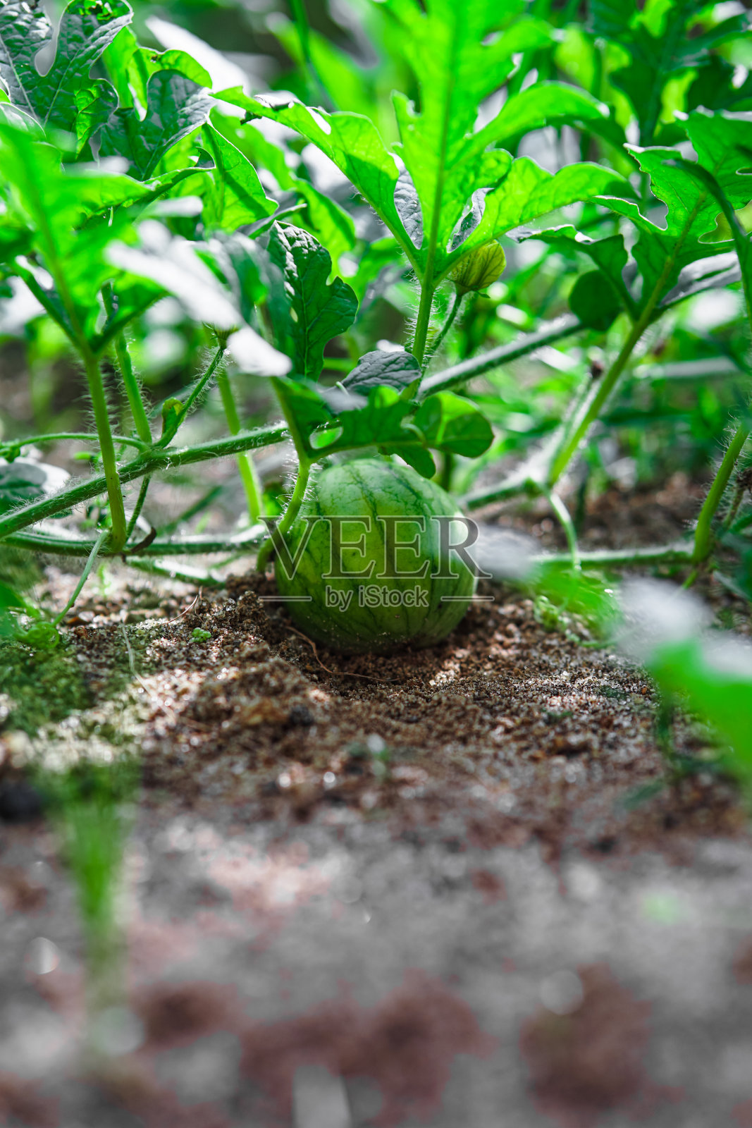 田野里的迷你西瓜特写照片摄影图片
