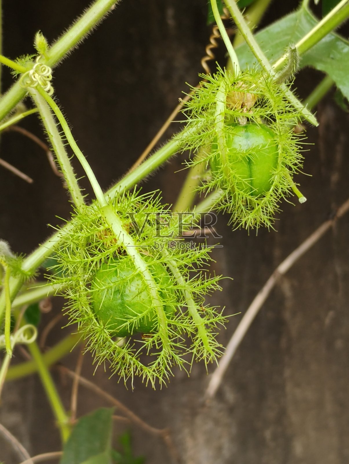 创意绿叶与坚果捕获的肖像照片摄影图片