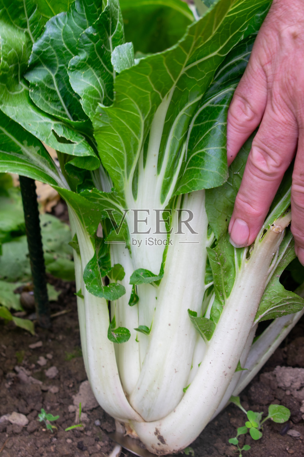 小白菜可以收获了照片摄影图片