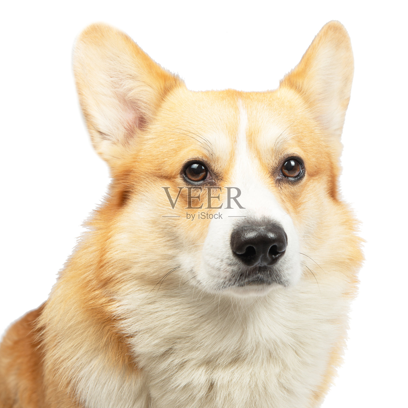 在白色背景上孤立的柯基犬。可爱的红狗照片摄影图片