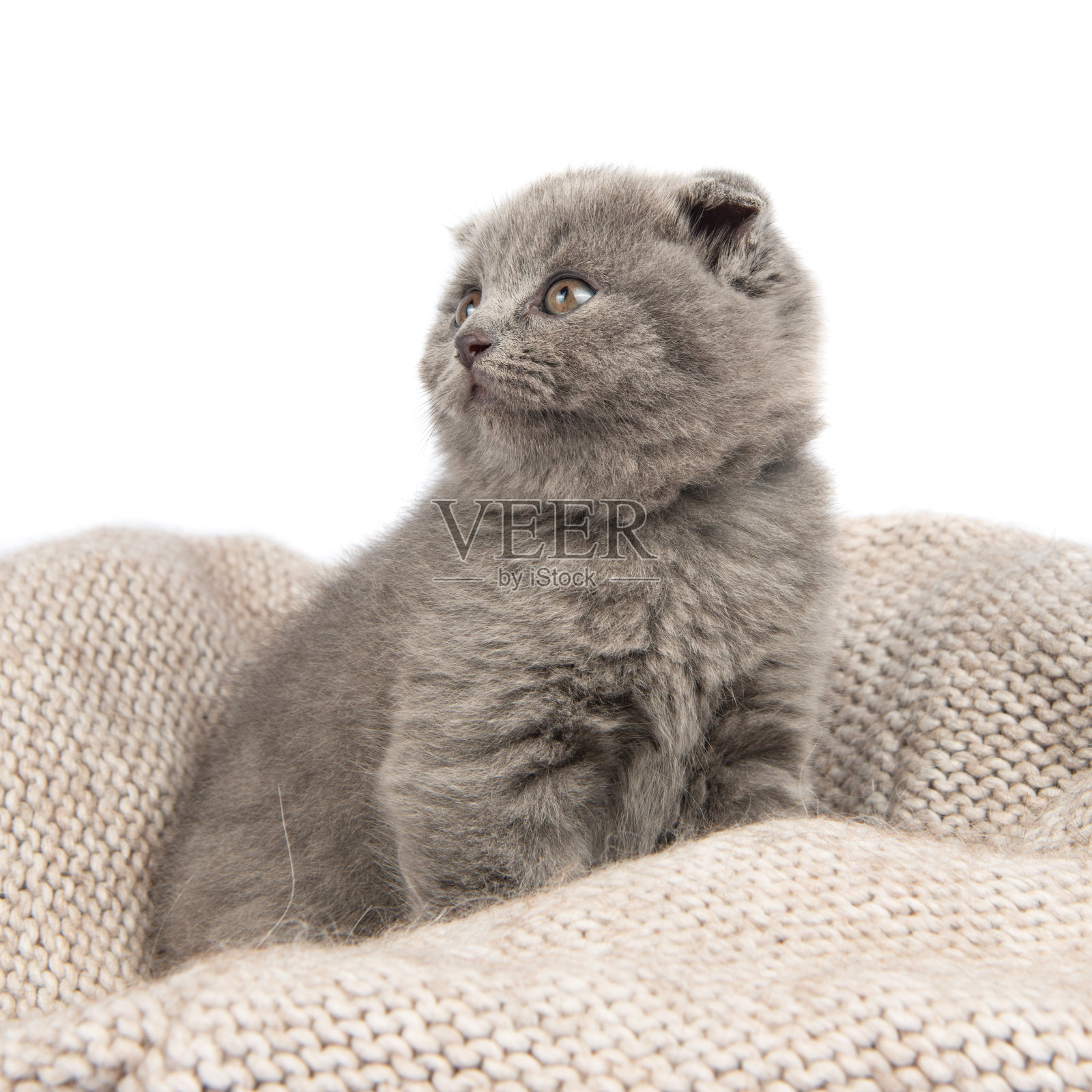 可爱的灰色英国短毛猫小猫在白色的背景。照片摄影图片