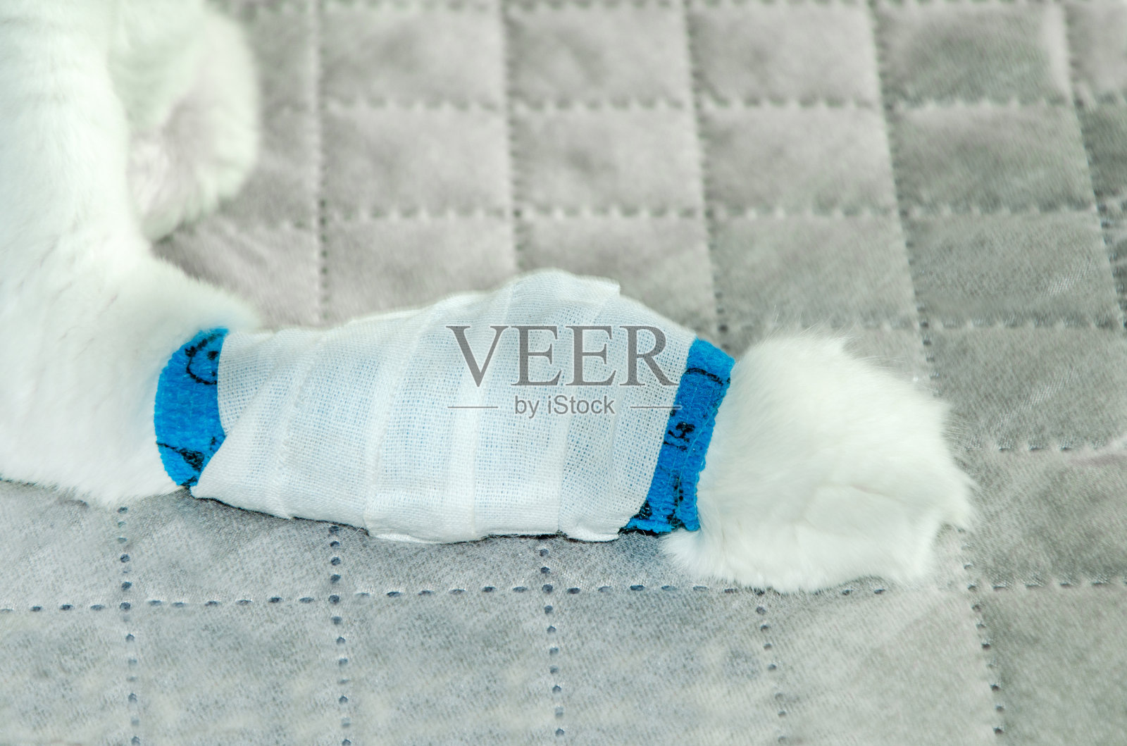 白猫用绷带包扎爪子后放置导管治疗，静脉注射照片摄影图片