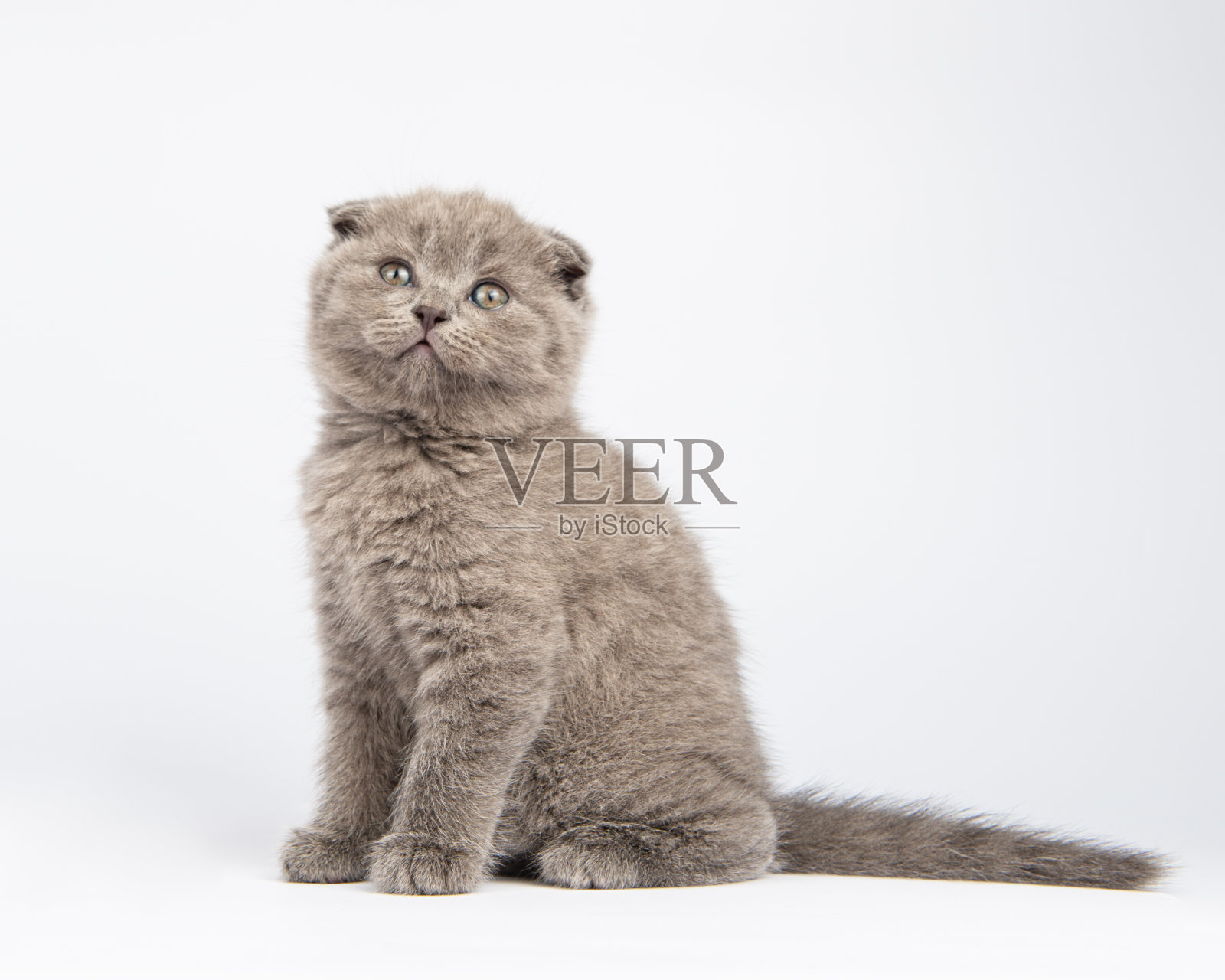 灰色的英国小猫，白色背景照片摄影图片