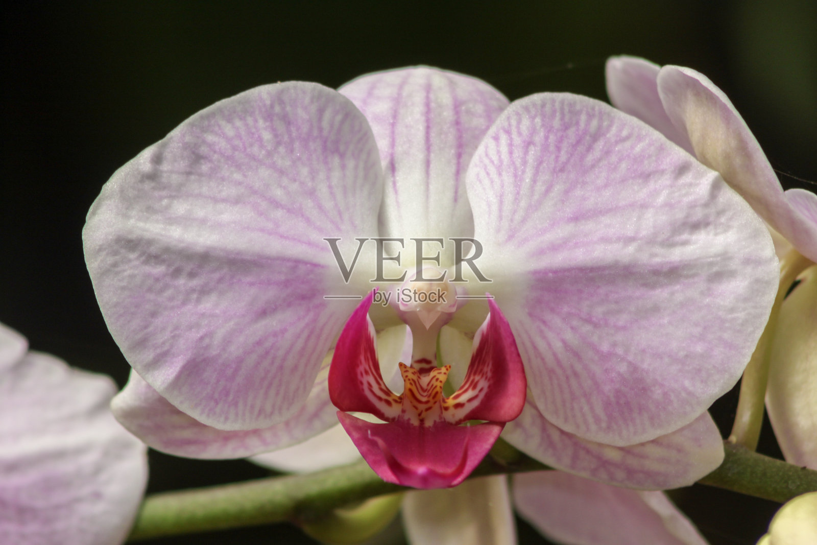 迷失在柔软粉色和纯净白色的梦幻世界中照片摄影图片