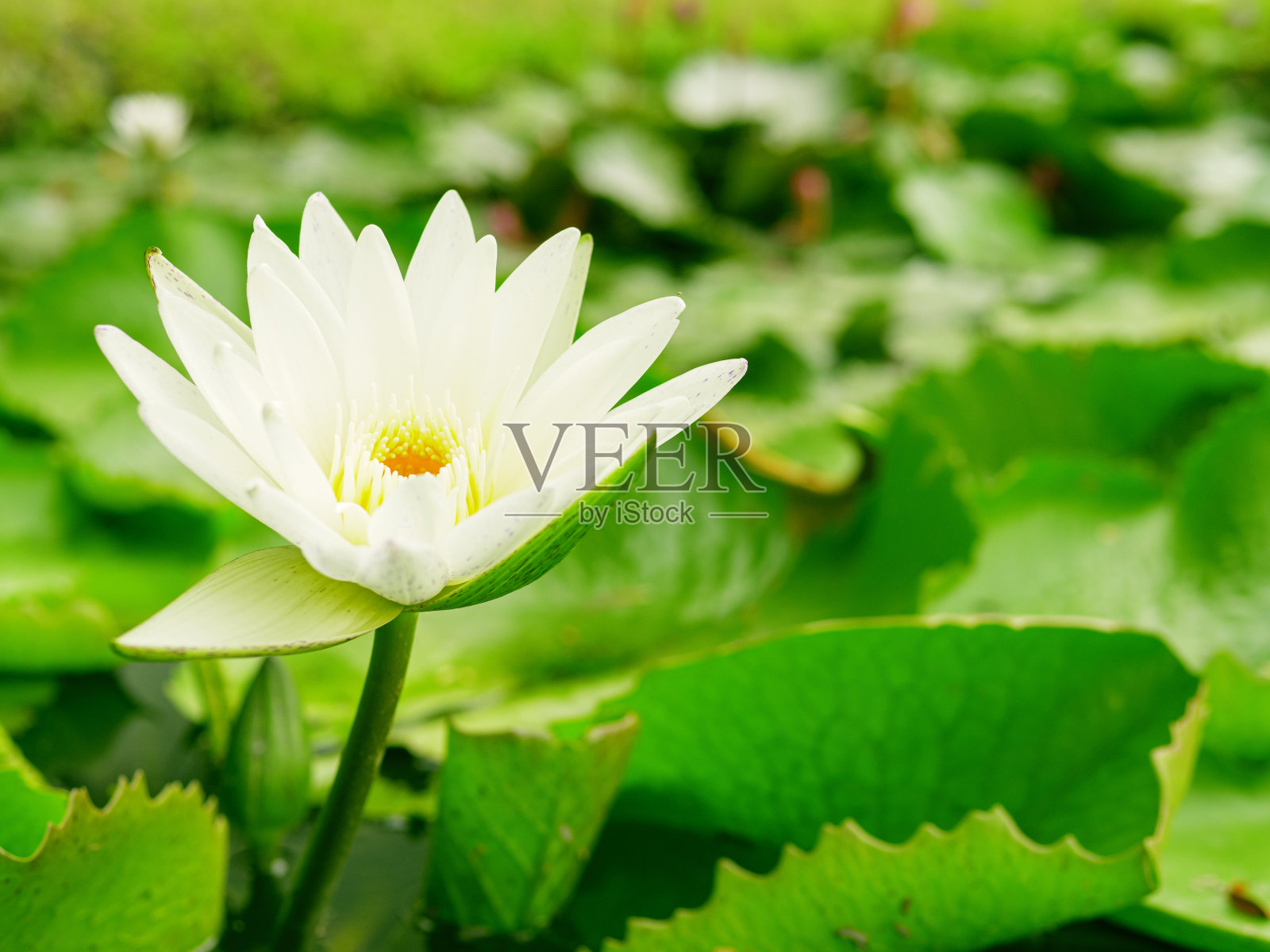 在一个宁静的池塘里，一朵盛开的白色睡莲，在郁郁葱葱的绿叶中，象征着纯洁和宁静。照片摄影图片