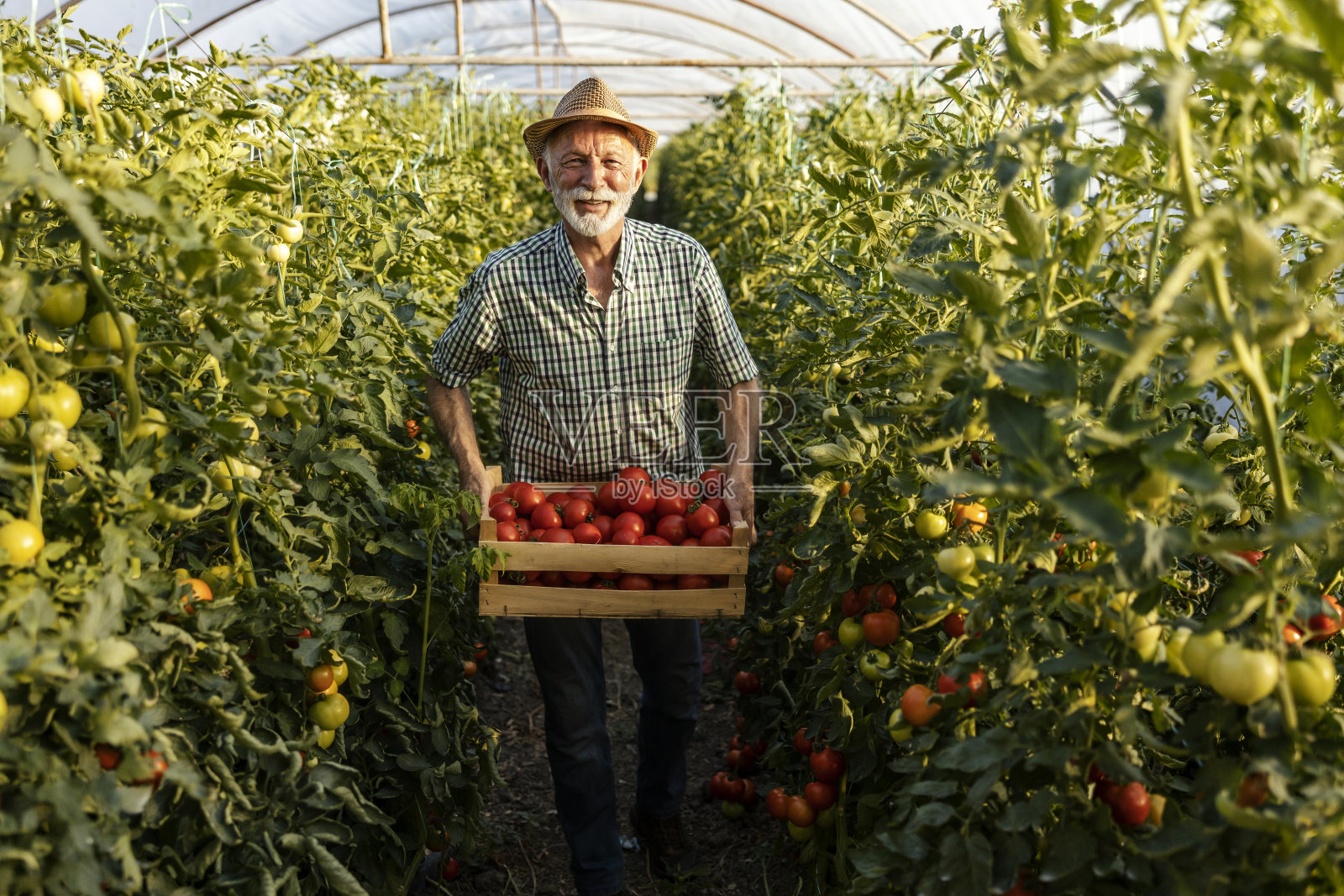 快乐的老农民戴着草帽，拿着温室里装满新鲜成熟番茄的箱子。照片摄影图片