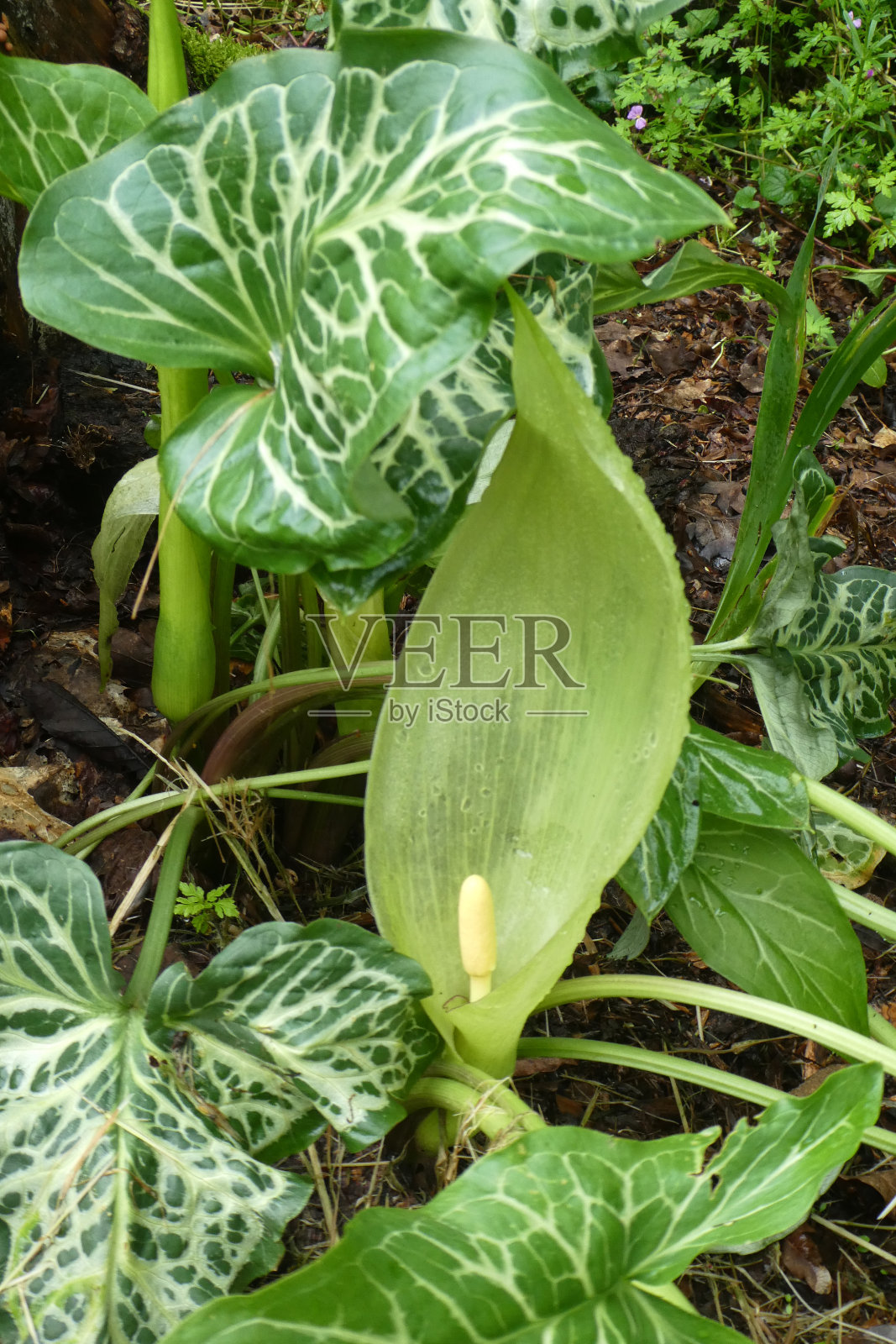 意大利魔芋照片摄影图片