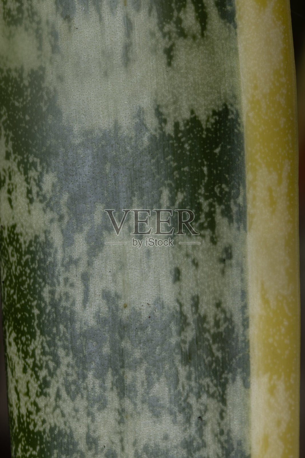 婆婆舌叶质地，三尾龙照片摄影图片