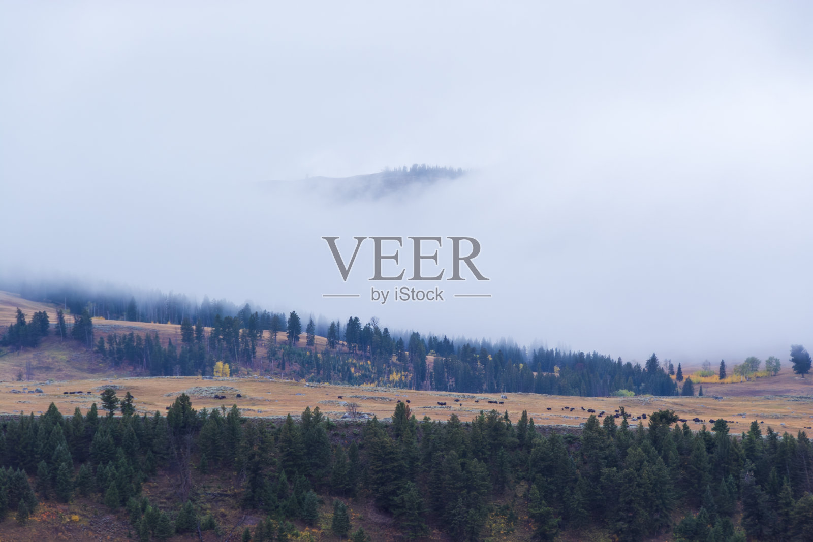 冬季威严:雪域拉马尔山谷的野牛群照片摄影图片