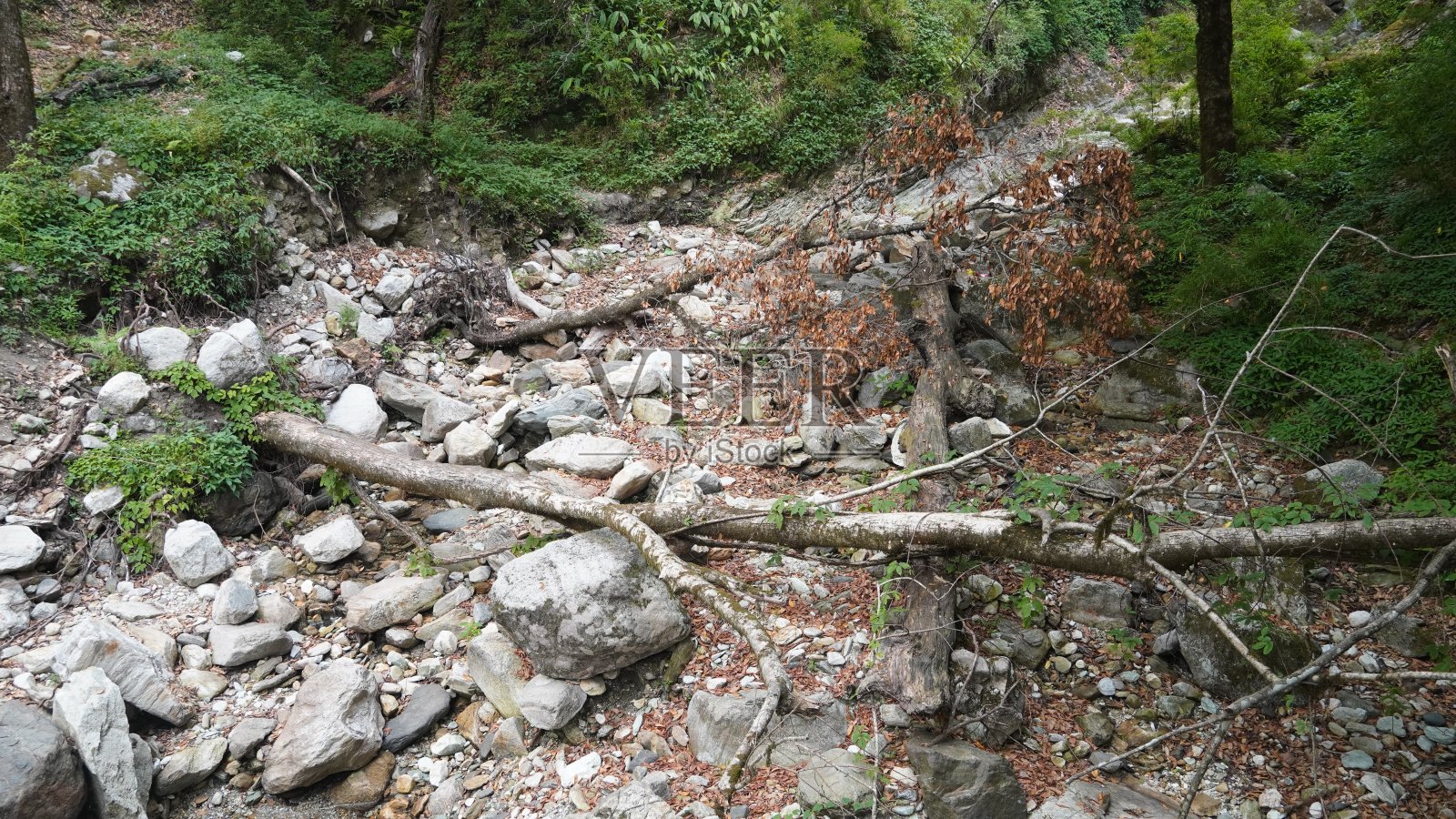森林里破碎的石头和树枝照片摄影图片