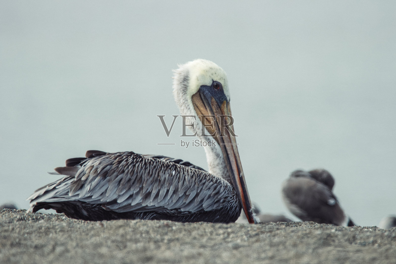 山羊岩海滩-鹈鹕。照片摄影图片