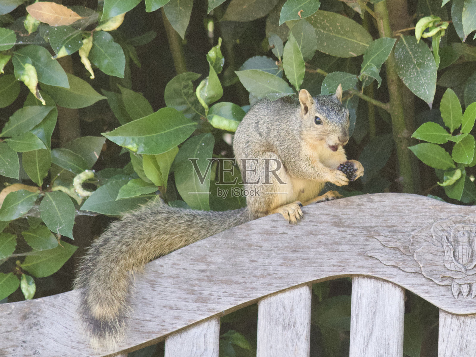 松鼠吃黑莓照片摄影图片