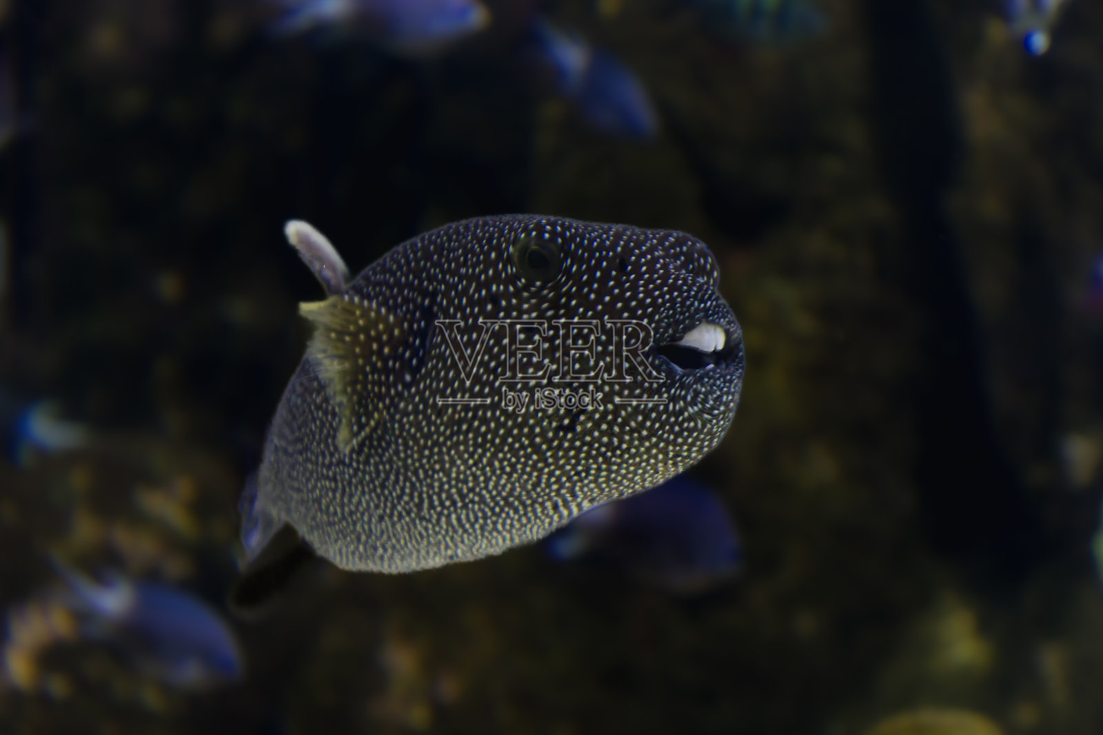 拉罗谢尔水族馆的鱼照片摄影图片